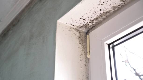 Best Attic Mold Removal  in Vienna, WV