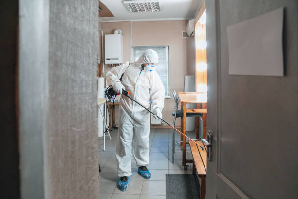 Best Black Mold Removal  in Vienna, WV