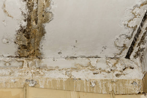 Best Mold Odor Removal Services  in Vienna, WV