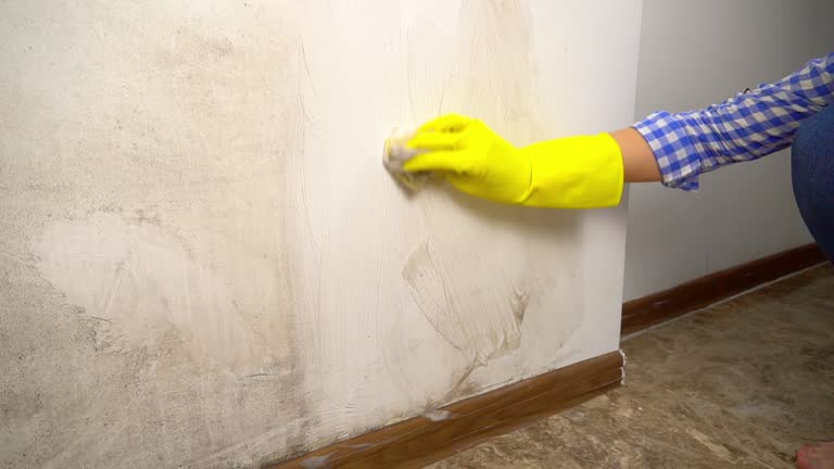 Best Mold Prevention Services  in Vienna, WV