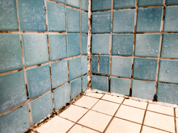 Best Mold-Related Health Consultation  in Vienna, WV