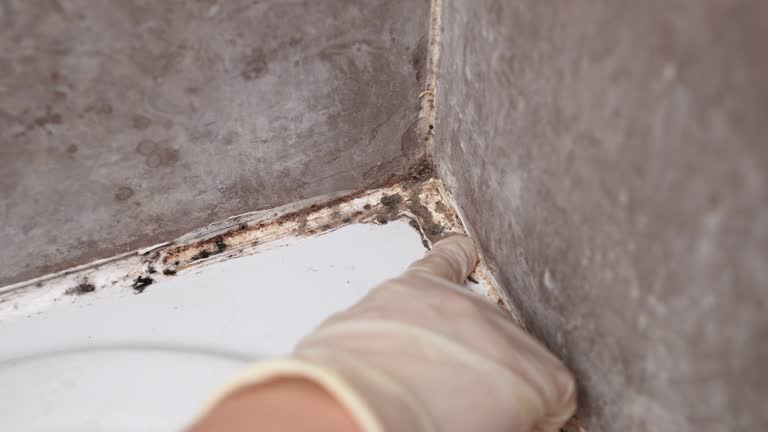 Mold Removal for HVAC Installations in Vienna, WV